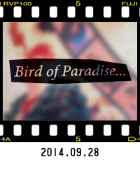 2014年09月28日…Bird of Paradise